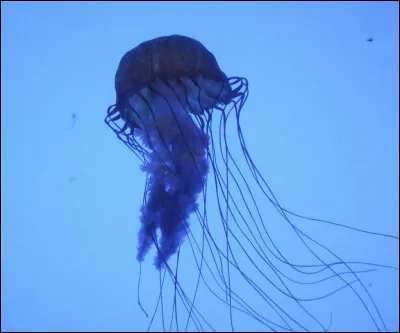 Quelles sont les caract&eacute;ristiques d'une cubom&eacute;duse d'Australie ?