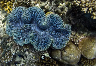 Quelle taille un b&eacute;nitier g&eacute;ant peut-il mesurer ?