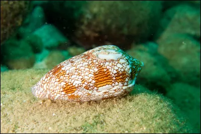 Qu'est-ce qui caract&eacute;rise un conus textile ?