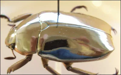 Comment dit-on scarab&eacute;e d'or en latin ?