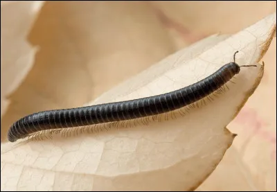 Combien de pattes peut poss&eacute;der une scolopendre g&eacute;ante ?