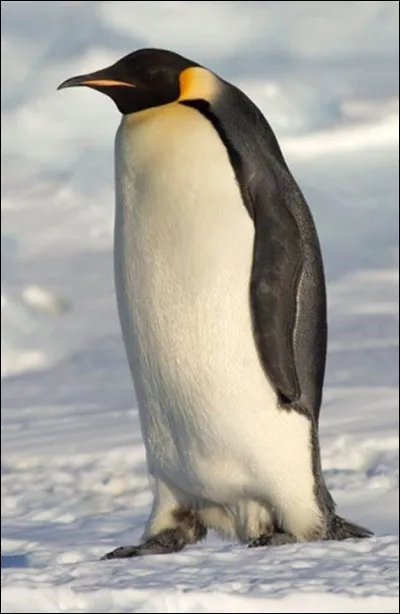 Jusqu'&agrave; quel niveau de profondeur un manchot peut-il plonger ?