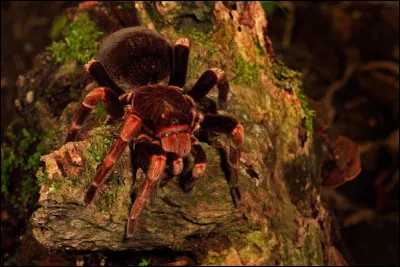 Quels sont les caract&eacute;ristiques d'une mygale &agrave; pattes rouges ?