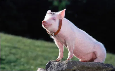 Quel est nom du cochon devenu berger dans le titre du film réalisé par Chris Noonan en 1995 ?