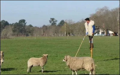 Quel est le nom de ce berger monté sur des échasses ?