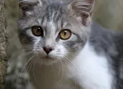 Quiz Les caractristiques physiques du chat
