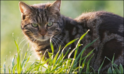 Combien le chat possède-t-il de sens ?