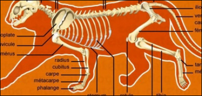 Quelle est la particularité de la colonne vertébrale du chat ?