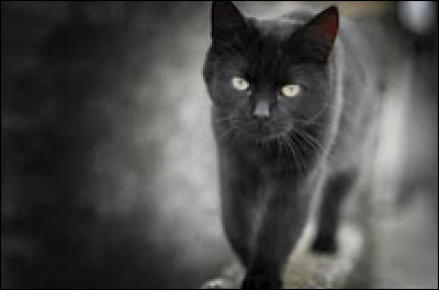 Tous les chats sont :