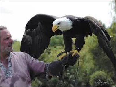 Des rapaces arrivent, un se jette sur Coo, que fait le kappa ?