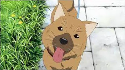 Comment s'appelle le chien ?