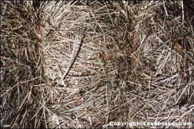 Qu'est-ce que le foin ?