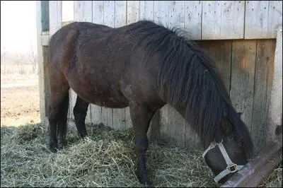 Pourquoi faut-il rpartir la ration du cheval en plusieurs repas ?