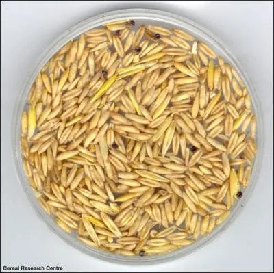 Comment s'appelle cet aliment ?