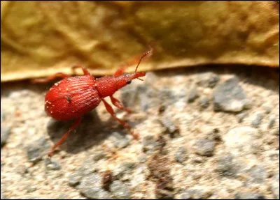 Petite pièce à jouer, c'est le...