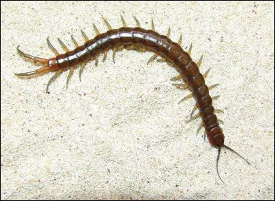Quel est le nom de ce mille-pattes ?