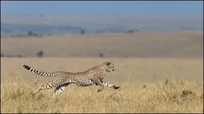 Quelle vitesse peut atteindre un guépard ?