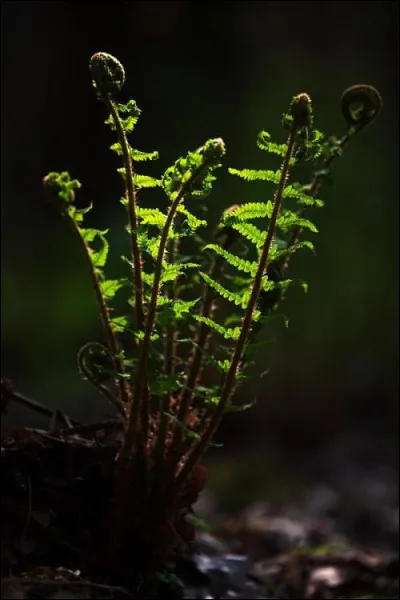 Quel mot signifie "fougère" ?