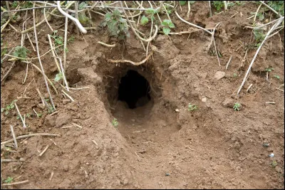 Que ne voyez-vous pas sur cette image ?