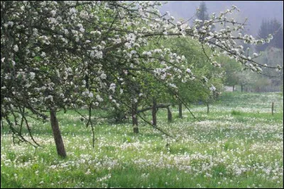 Quel mot veut dire "verger" ?