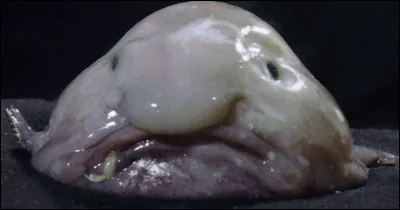 1. C'est sûrement lui le plus laid de tous... Comment s'appelle ce poisson vivant dans les profondeurs de locéan au large des côtes australiennes ?