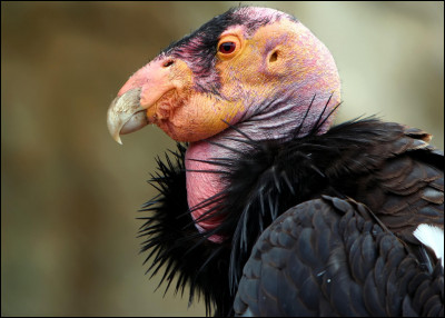 10. C'est lun des plus grands oiseaux du monde, quel est son nom ?