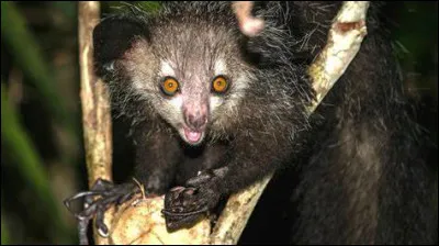 7. Subtil mélange entre une chauve-souris, un rongeur et un écureuil, qui est-il ?