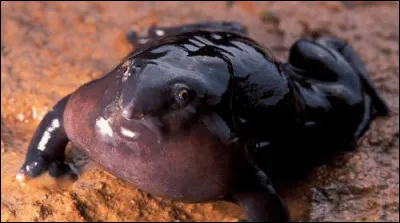 5. Quel est le nom de cet animal ?