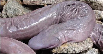 4. Comment s'appelle cet animal ?