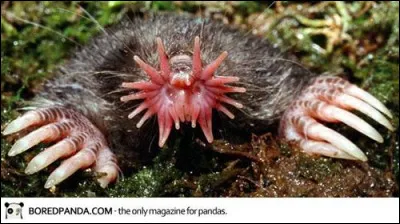 3. Comment s'appelle cet animal, originaire dAmérique du Nord, possédant des tentacules à la place du museau ?