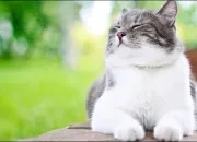 Quiz Le chat et la culture générale
