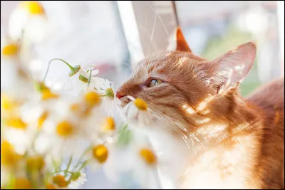 Lequel de ces chats nest pas un héros de Michael Morpurgo ?