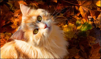 Daprès la superstition, un chat qui se passe la patte derrière loreille :