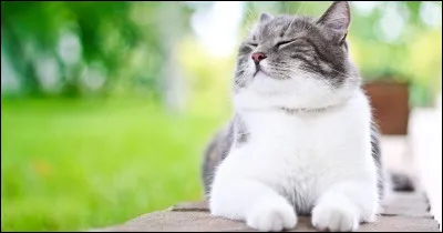 Complétez le proverbe : À beau chat, beau…