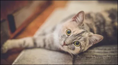 Quelle est la plus ancienne race ?