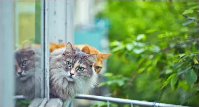 Dans une comptine célèbre, qui a vendu le chat de la mère Michel ?