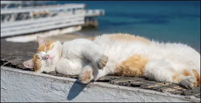 De quelle couleur est le chat-robot Doraemon ?