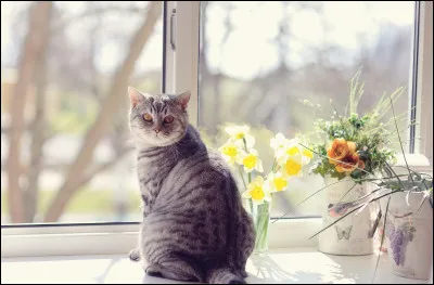 À quel couturier allemand appartient la chatte Choupette ?