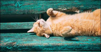 Retrouvez le chat astronaute :