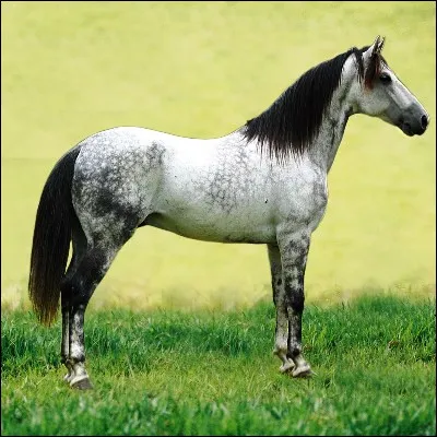 Quelle partie du corps est plus imposante chez le cheval andalou que chez le cheval akhal-tek&eacute; ?