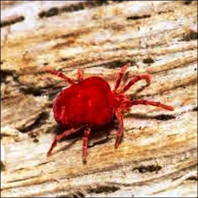 Lequel de ces animaux est une larve d�acarien ?