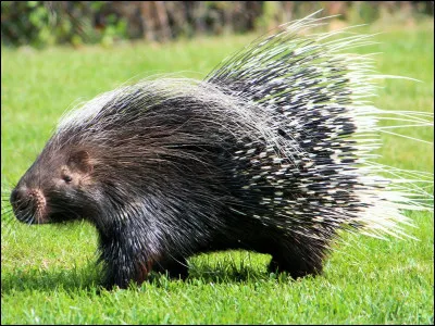 Quel est cet animal ?