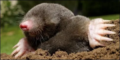 Quel est cet animal ?