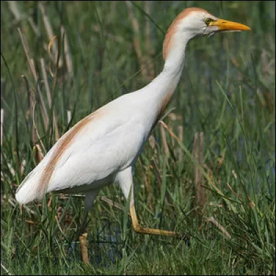 Quel est cet animal ?