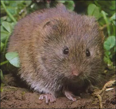 Quel est cet animal ?