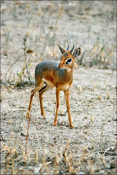 Quel est cet animal ?