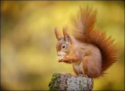 Quel est cet animal ?