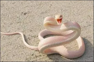 Quel est cet animal ?