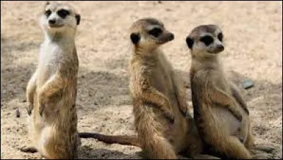 Quel est cet animal ?