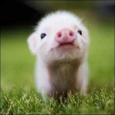 Quel est cet animal ?